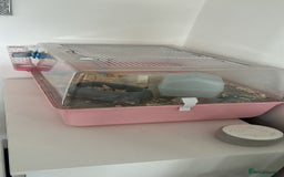 Mouse rodents for sale: Show mice  - Image 4