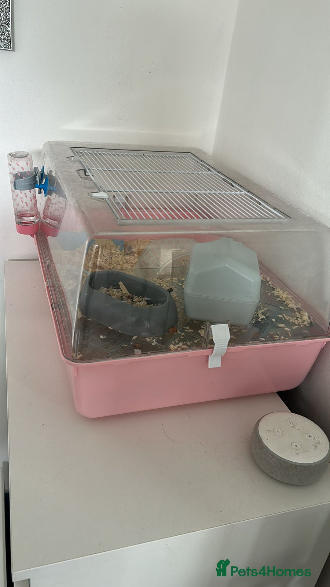 Mouse rodents for sale: Show mice  - Image 4