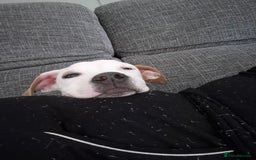 American Bulldog dogs for sale: American Bulldog Puppies - Image 4