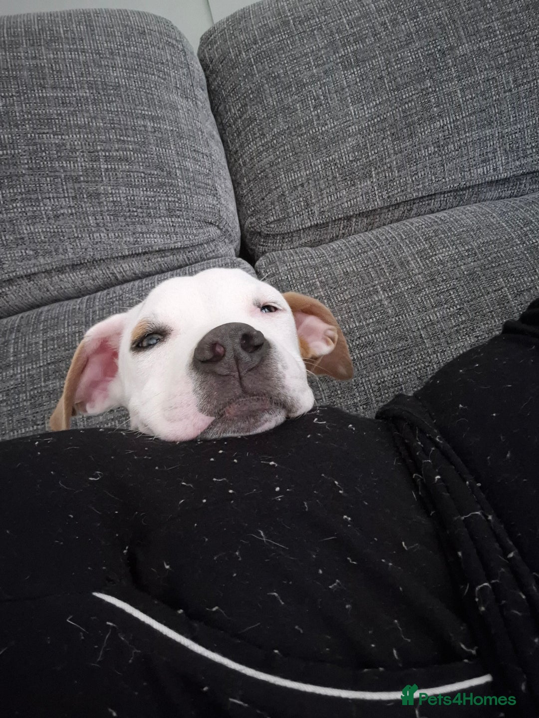 American Bulldog dogs for sale: American Bulldog Puppies - Image 4