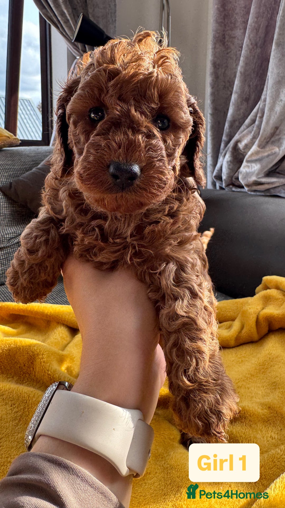 Miniature Poodle dogs for sale: Beautiful red miniature poodle KC Registered  - Image 13