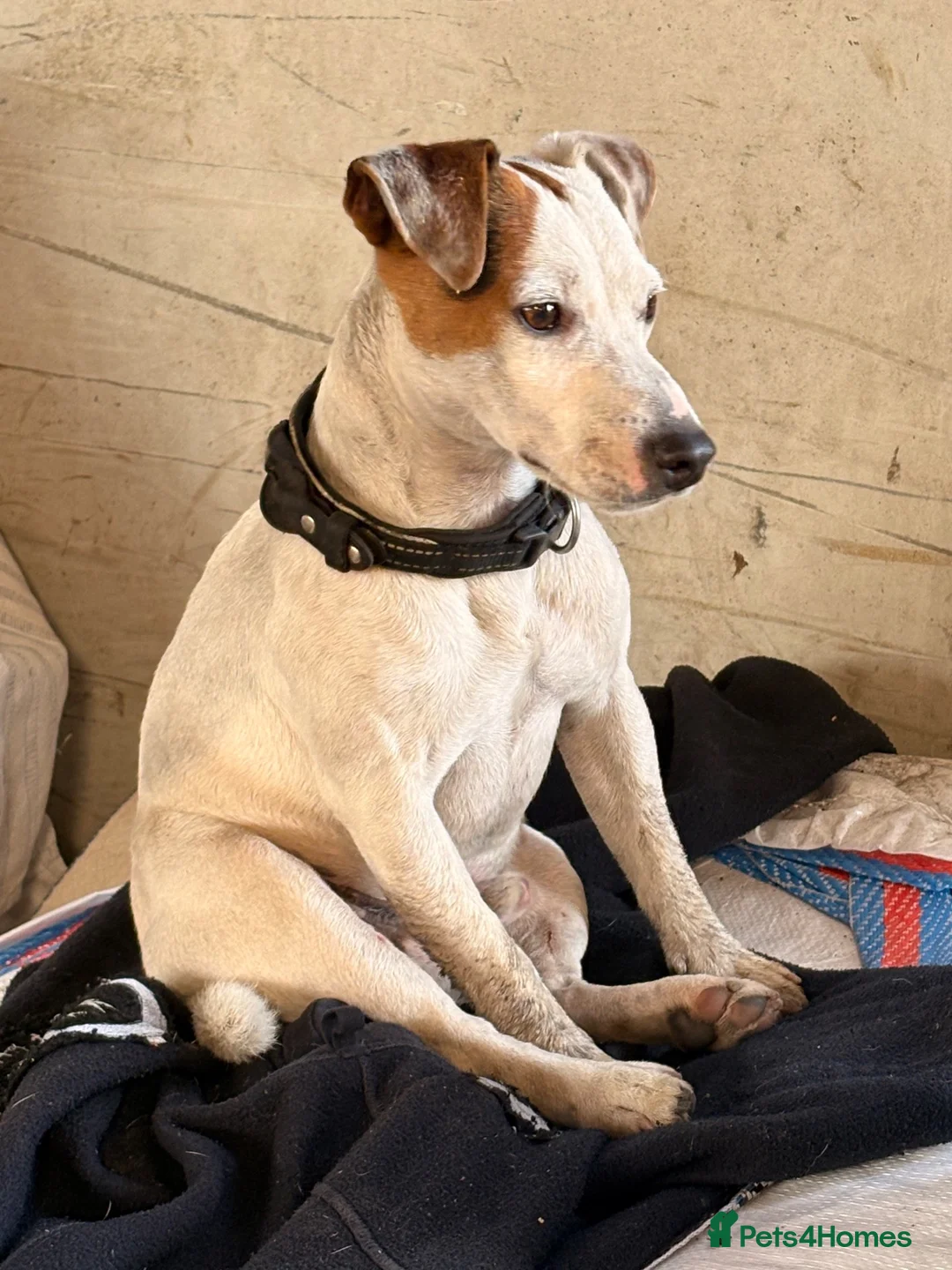 Jack Russell dogs for sale: Bruce - jack Russell  - Advert 2