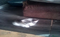 Mixed Breed cats for sale: 7 kittens are ready to go now  - Image 9