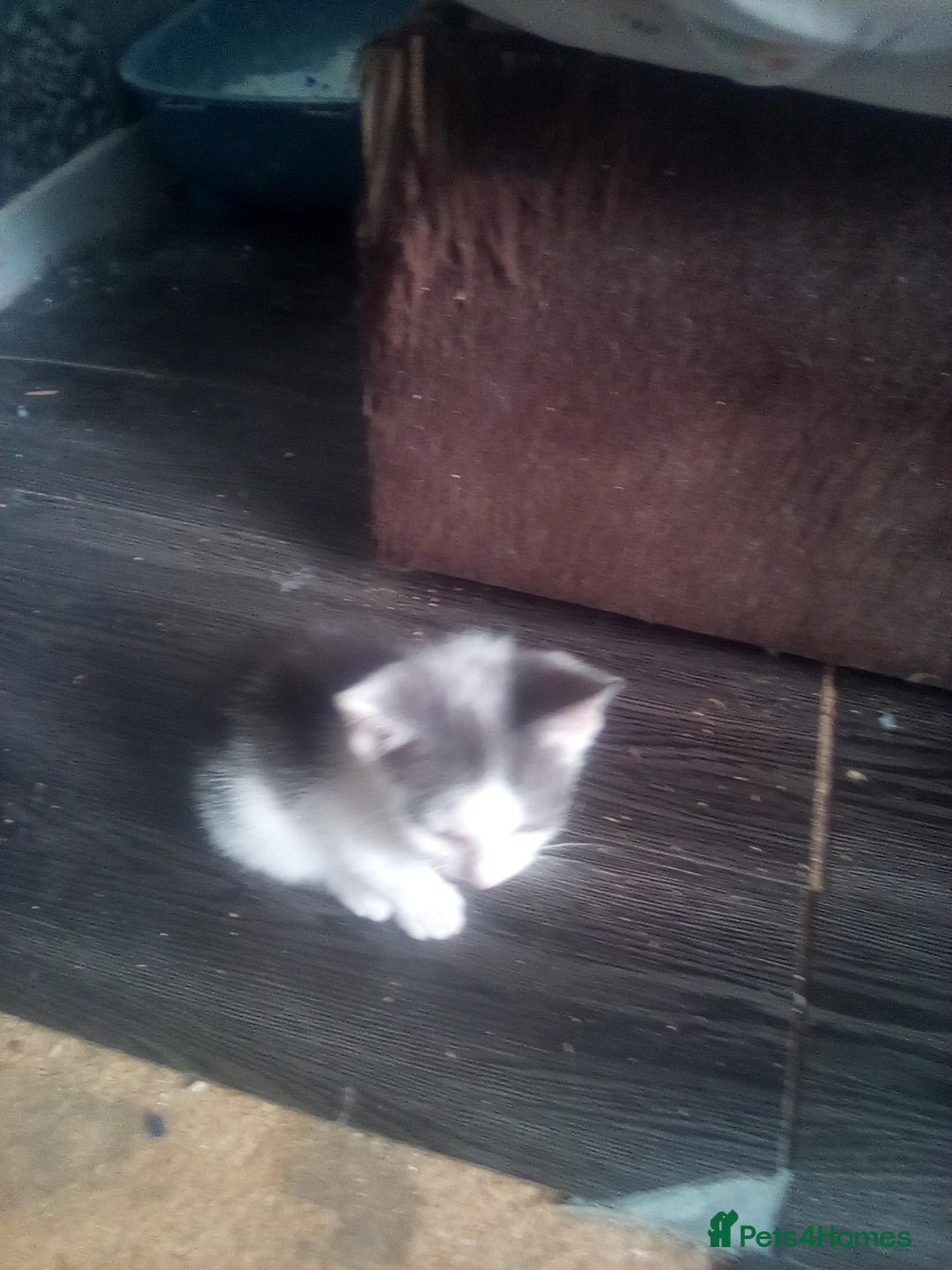 Mixed Breed cats for sale: 7 kittens are ready to go now  - Image 9