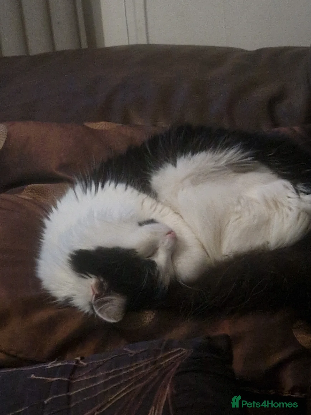 Mixed Breed cats for sale: Smudge- fluffy loving cat - Advert 7