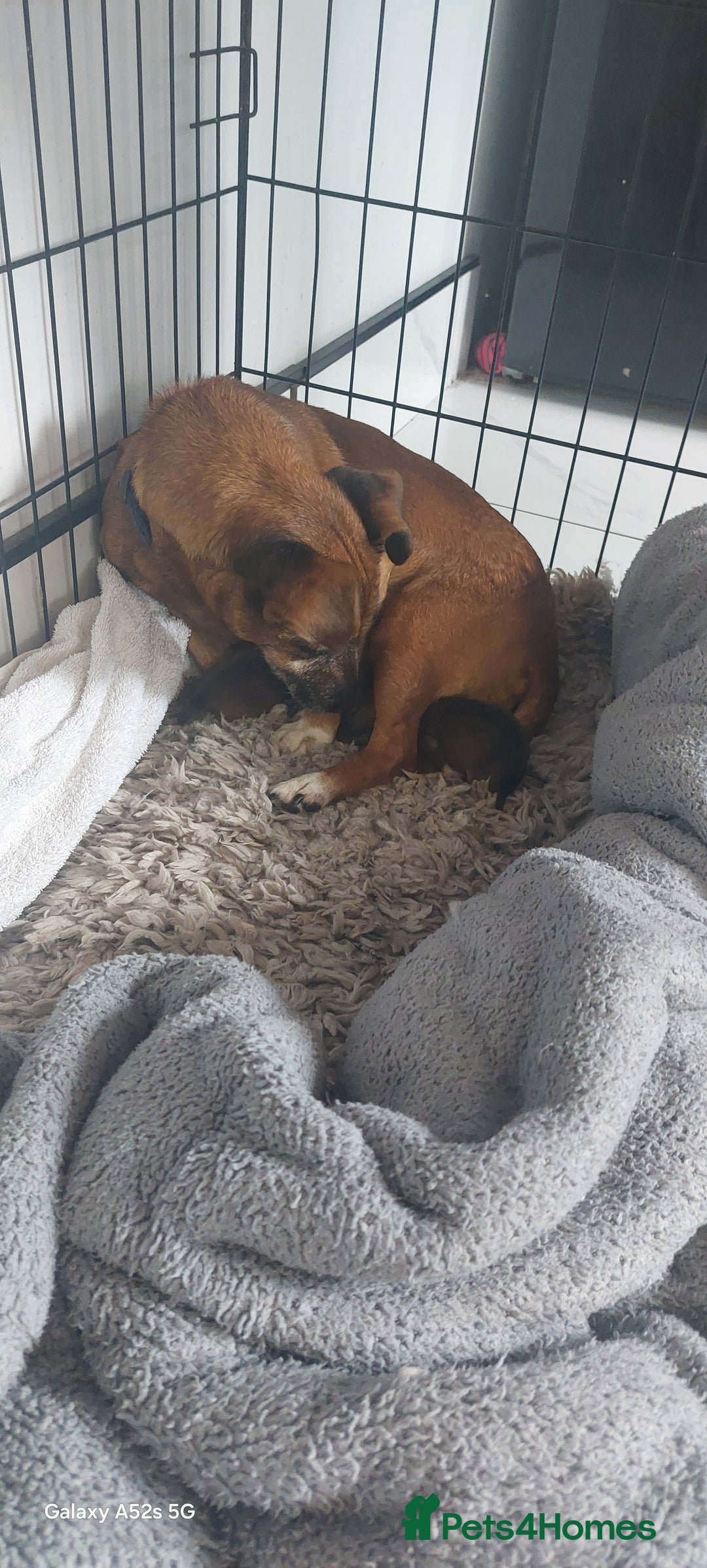 Mixed Breed dogs for sale: Mixed breed pups - Advert 7