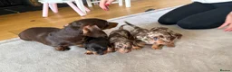Miniature Dachshund dogs for sale: Miniature Dachshunds KC Registered - Advert 3