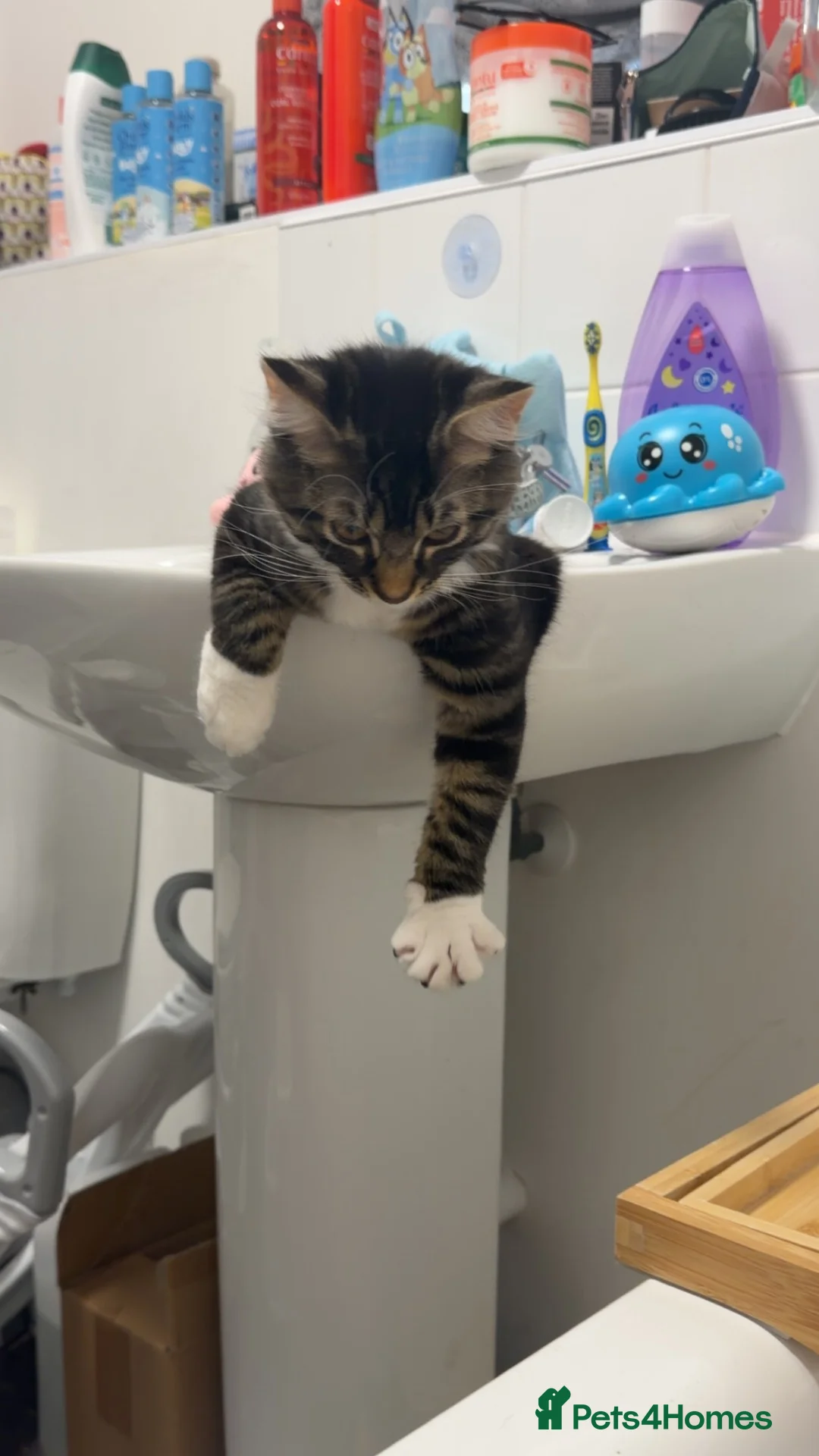 Mixed Breed cats for sale: Kittens looking for a forever home  - Advert 13