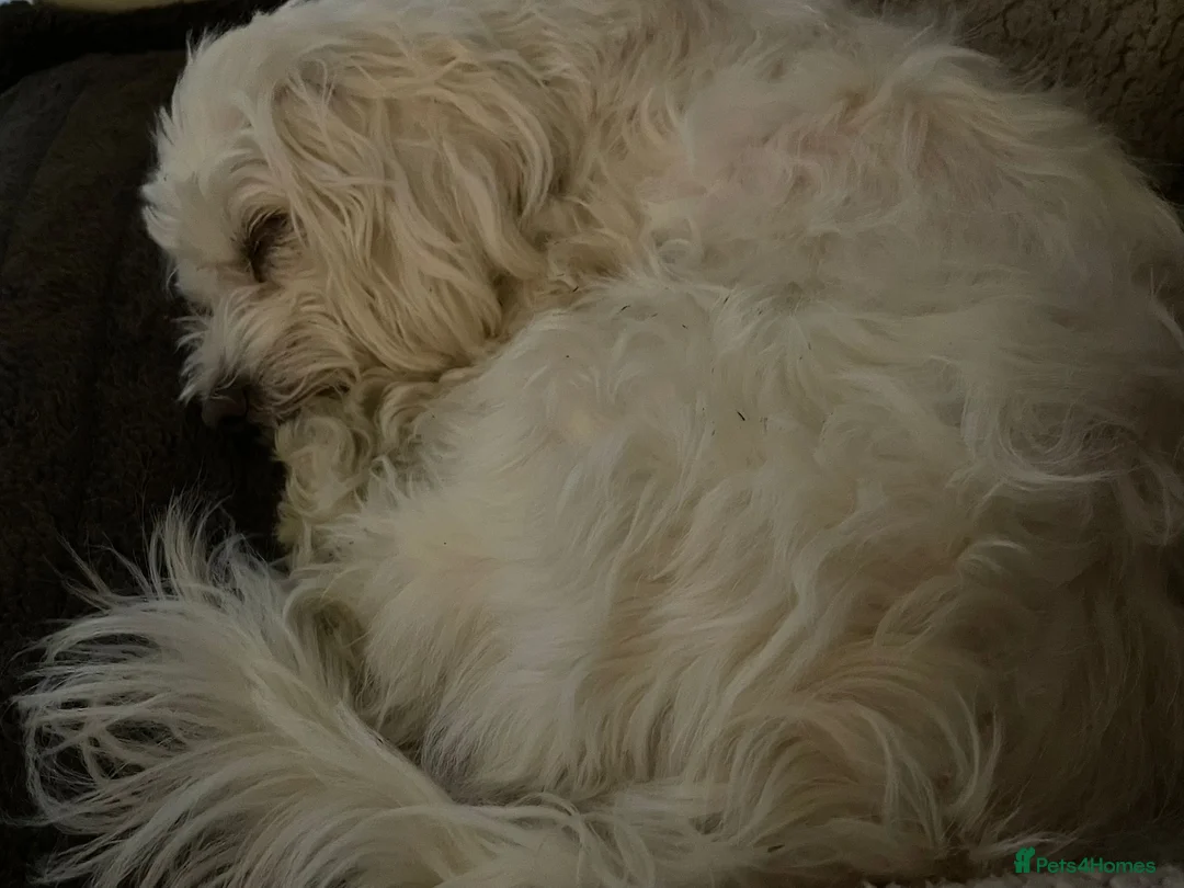 Maltipoo dogs for sale: maltese and malipoo  - Advert 3