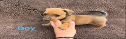 Mixed Breed dogs for sale: Dameranian - Advert 7