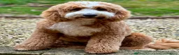Goldendoodle dogs for sale: Quality Health Tested Goldendoodles - Advert 11
