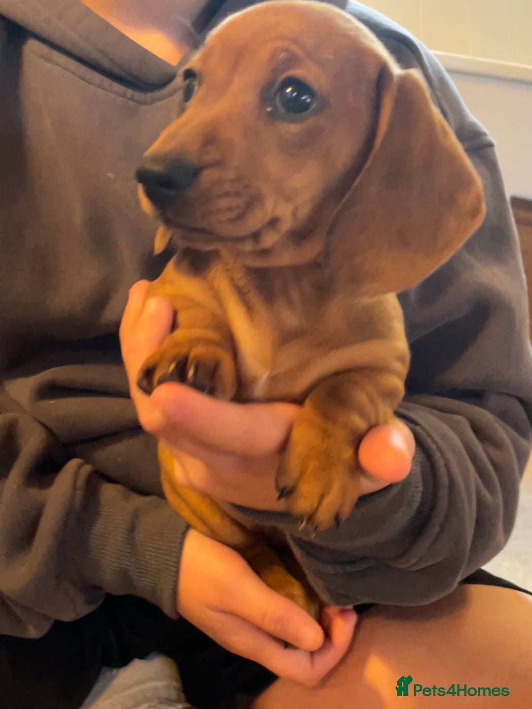 Miniature Dachshund dogs for sale: 🌭 Little Sausages Looking for Big Love! ❤️🐾 - Image 21