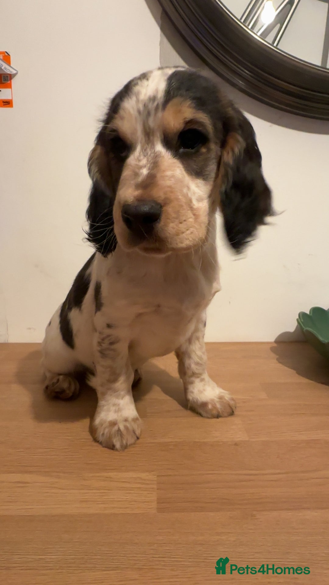 Cocker Spaniel dogs for sale: Cocker spaniel puppy(ziggy) - Advert 3
