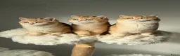 British Shorthair cats for sale: "Teddy Bear 🧸 " British Shorthair Golden kittens - Advert 21