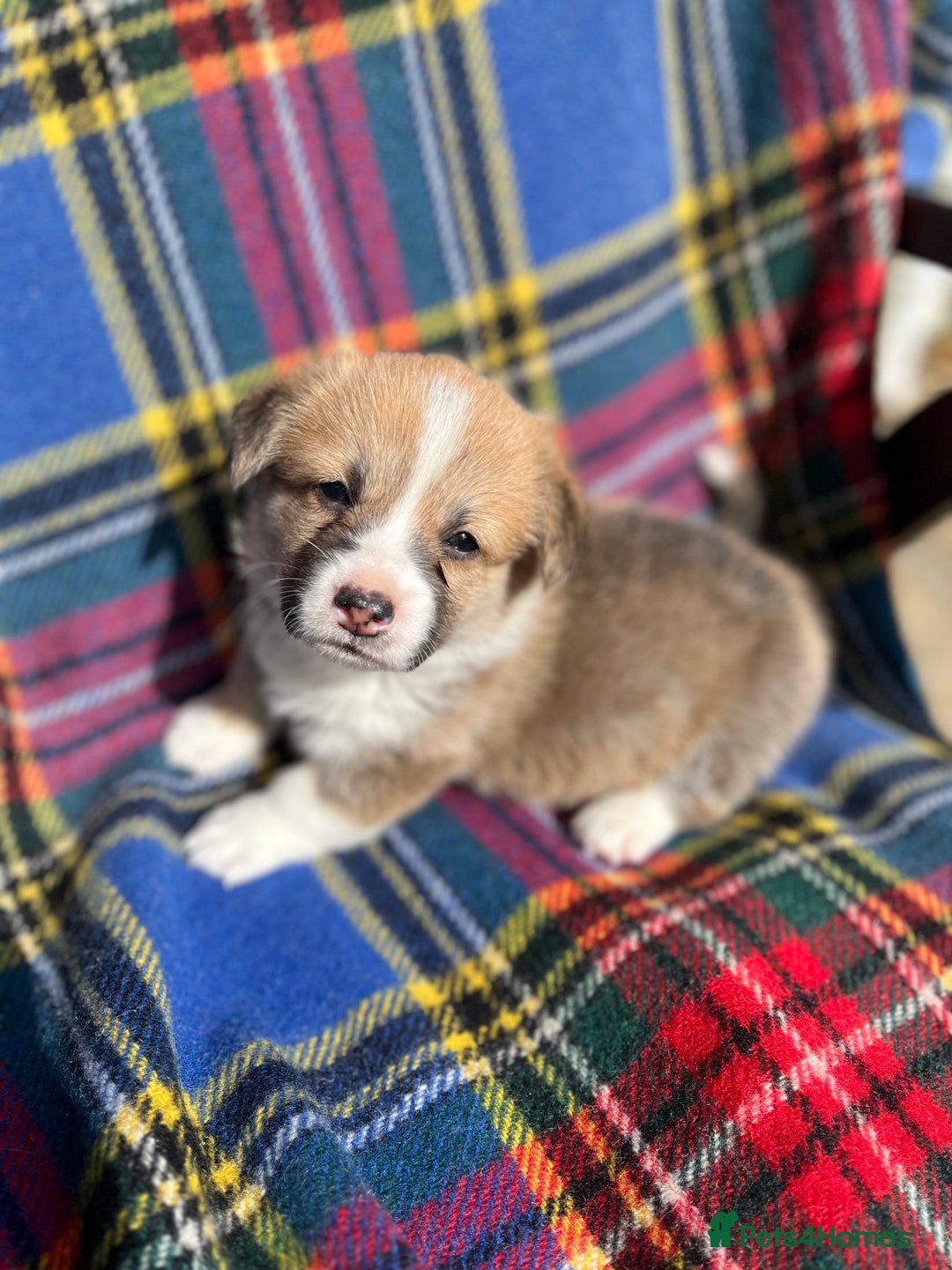 Welsh Corgi Pembroke dogs for sale: KC registered Pembrokeshire corgi puppy  - Image 3