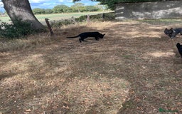 German Shepherd dogs for sale: German Shepard Puppies - Image 2