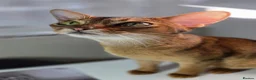 Abyssinian cats for sale: 💥Last TICA Registered Kitten Available💥! ❤️ - Advert 14