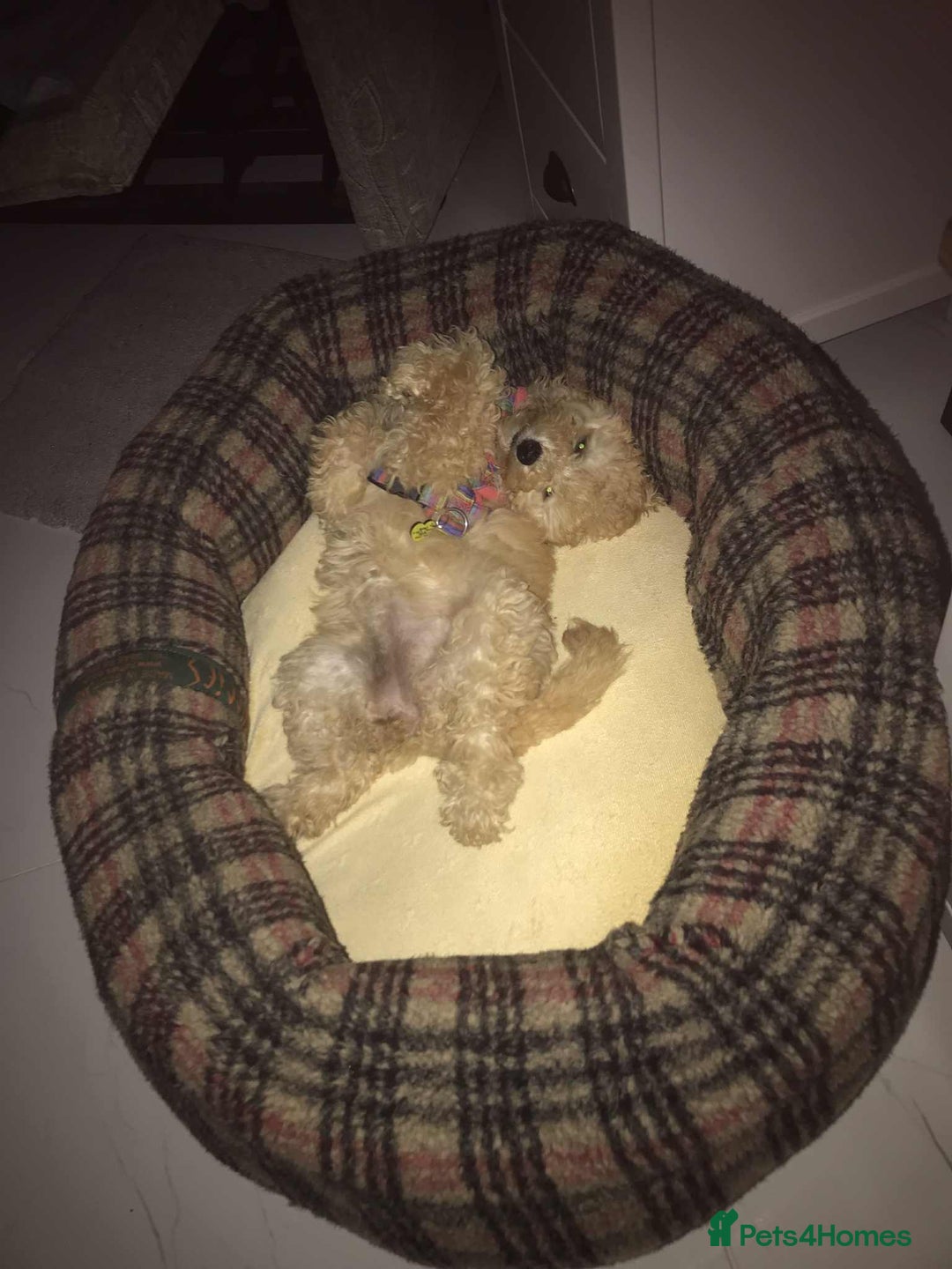 Mixed Breed dogs for sale: Toy/mini female poodle pup - Image 2