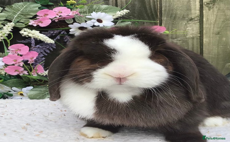 Mini Lop rabbits - Advert 4