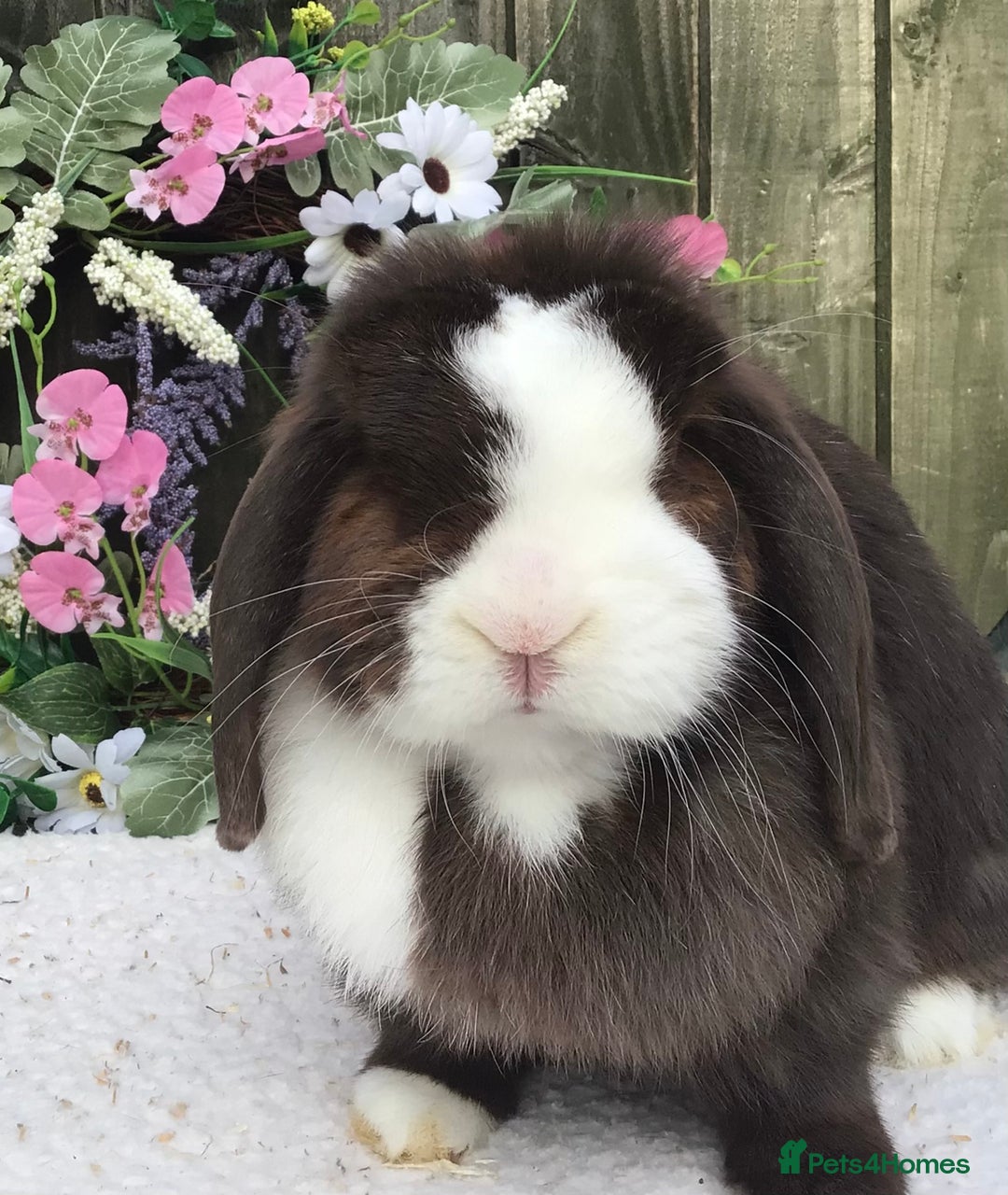 Mini Lop rabbits for sale: Mini lop doe - Image 1