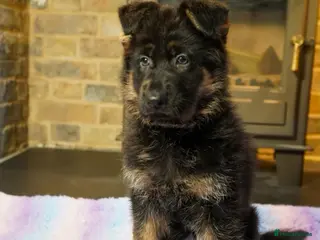 German Shepherd dogs KC Registered German Shepard Babies 🐾🐾🐾 - Advert 1