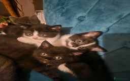 British Shorthair cats for sale: Beautiful British Short haired mixed kittens  - Image 6