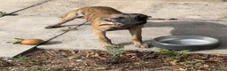 Whippet dogs for sale: Kc whippet bitch - Advert 3