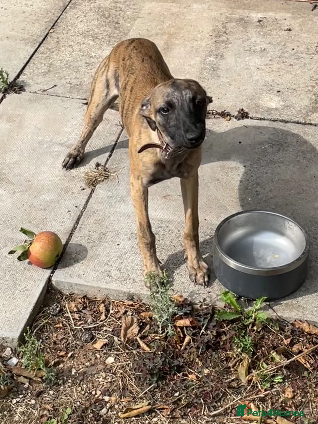 Whippet dogs for sale: Kc whippet bitch - Advert 3