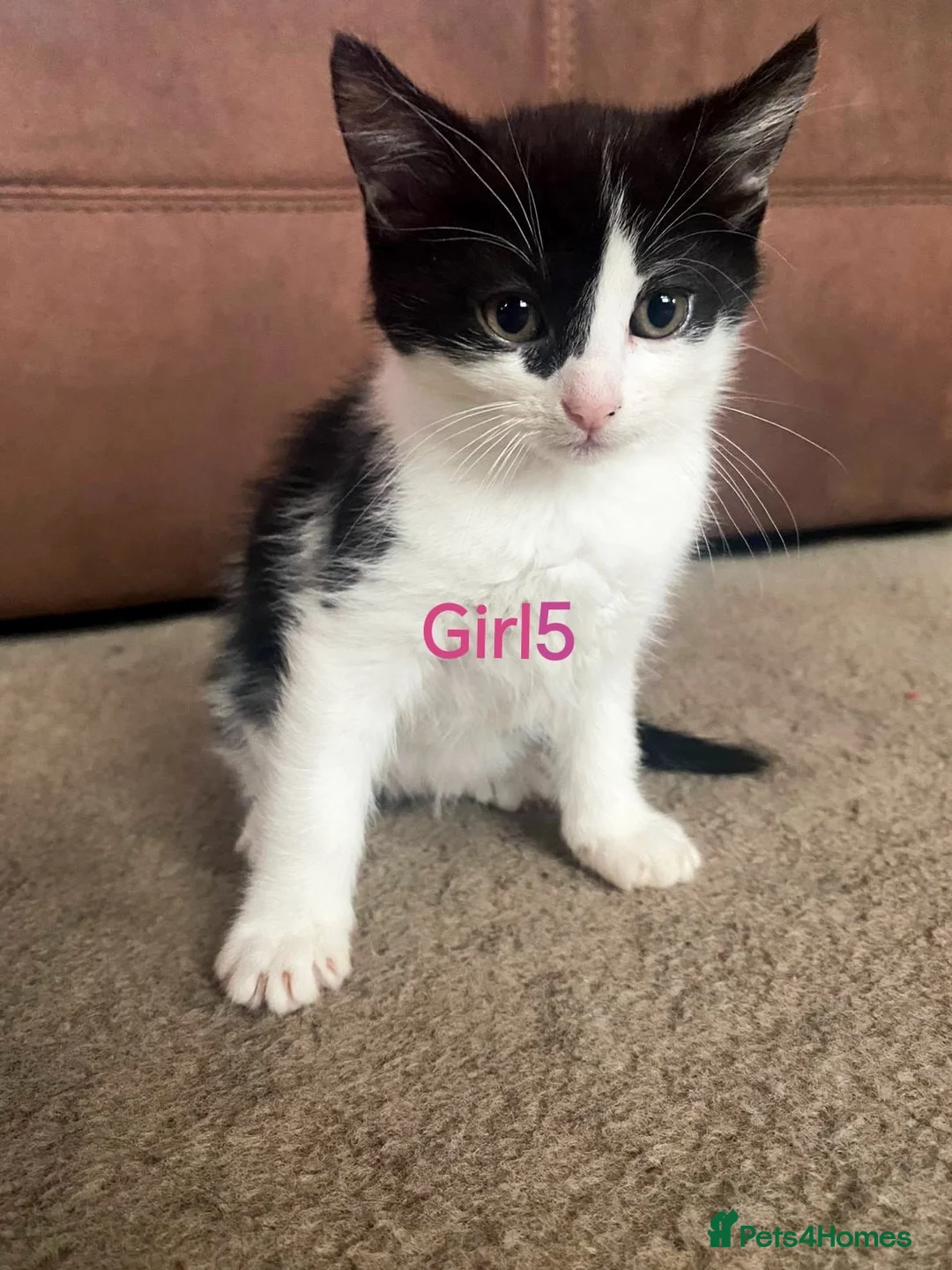 Mixed Breed cats for sale: 💛kittens💛 - Advert 8