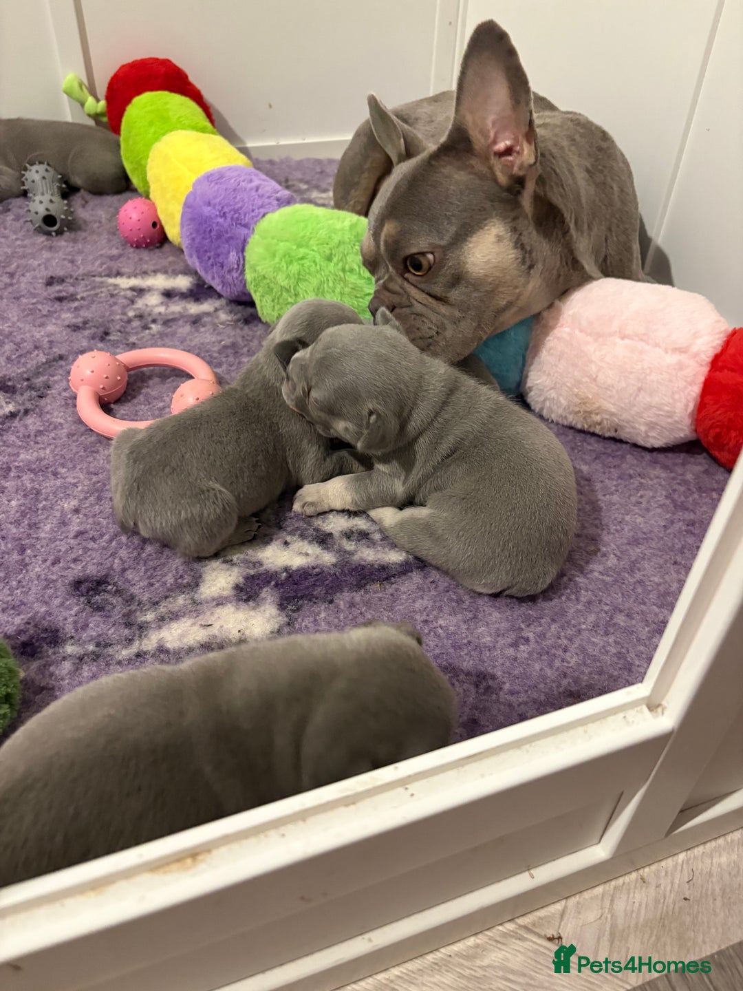 French Bulldog dogs for sale: Gorgeous French bulldog puppies READY MONDAY!!  - Image 7