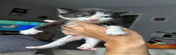 Mixed Breed cats for sale: 3 female kittens available.  - Advert 9