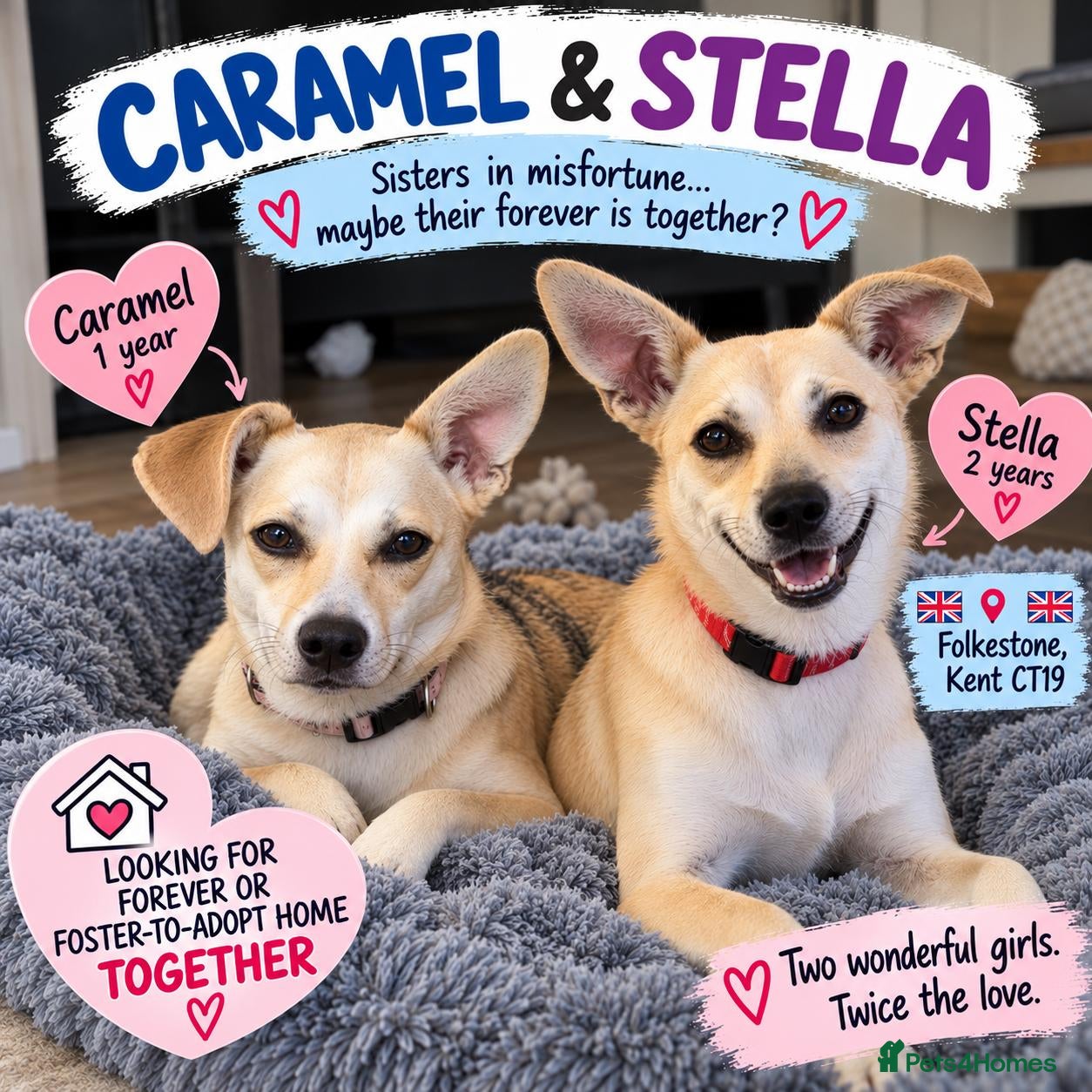 Mixed Breed dogs for adoption: ❤️STELLA & ❤️CARAMEL - ONE SPECIAL FRIENDSHIP - Advert 1
