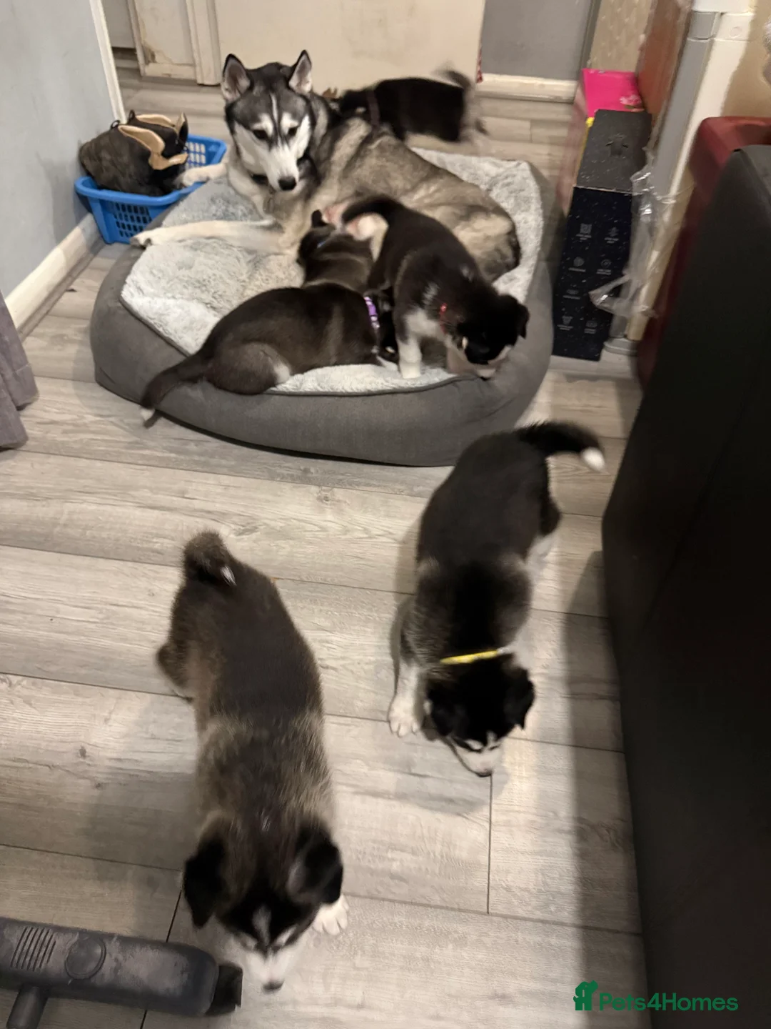 Siberian Husky dogs for sale: Gorgeous, Healthy & Fully Insured Siberian puppies in Stanmore - Advert 4