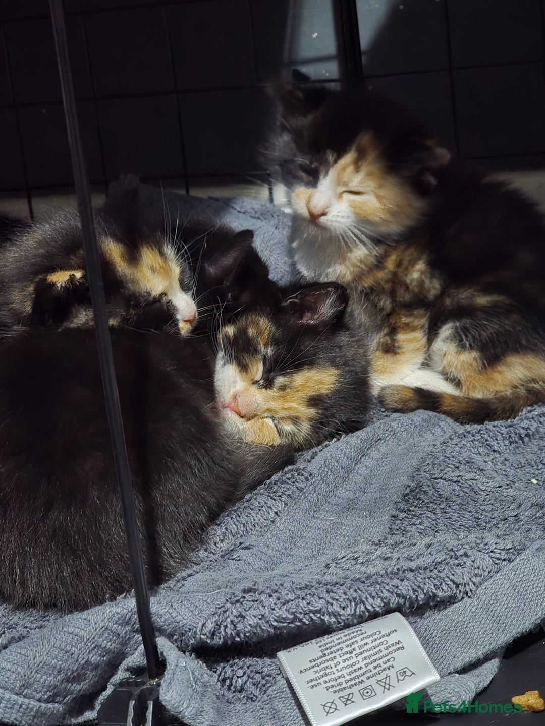 Mixed Breed cats for sale: 5 adorable kittens ready now  - Image 4