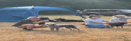 Mixed Breed dogs for sale: Beautiful bedlington x whippet puppies  - Advert 6