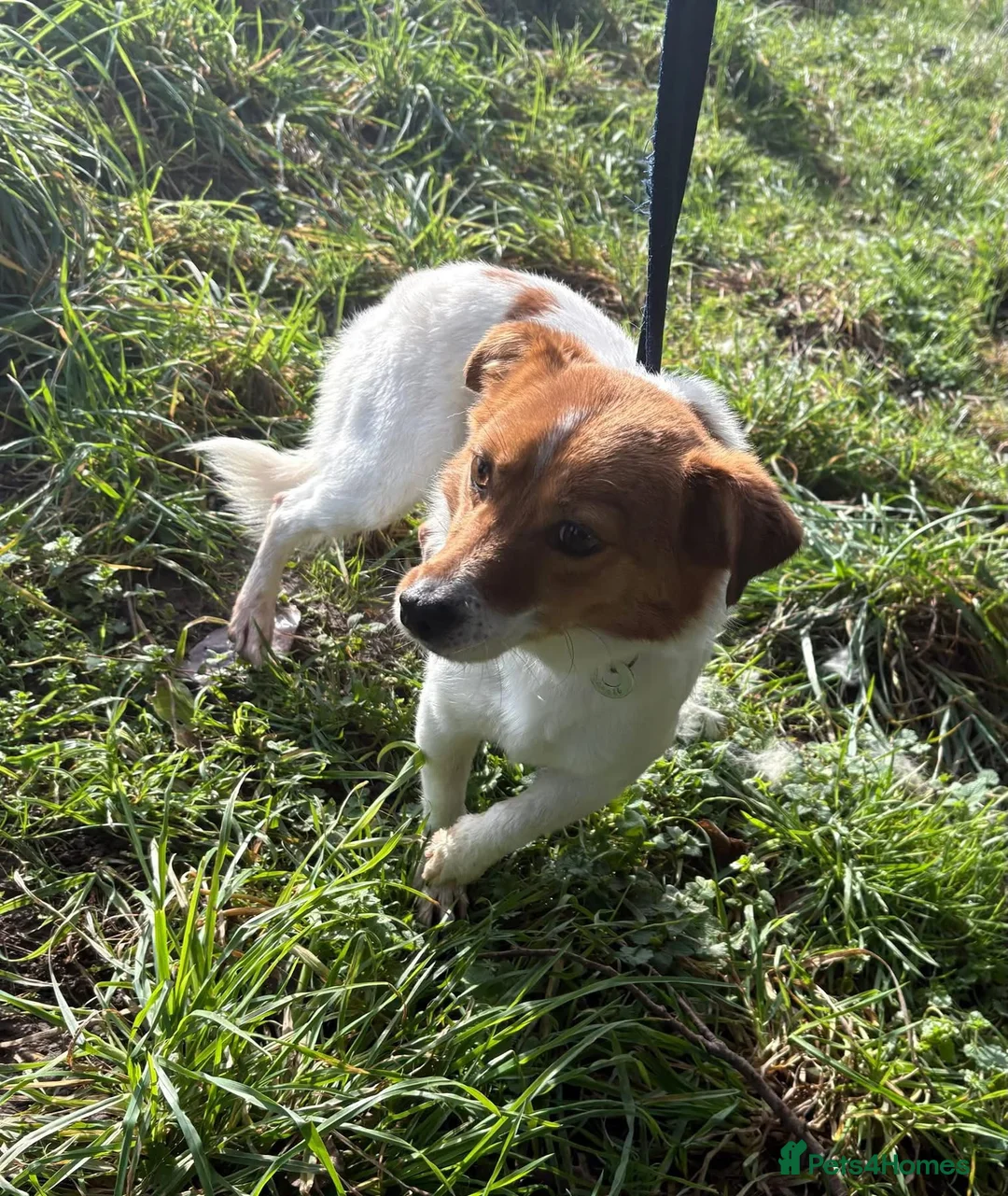 Mixed Breed dogs for adoption: Salt - Norwich Norfolk  - Advert 15