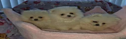 Pomeranian dogs for sale: 3 gorgeous, small white Pomeranians ready now!! - Advert 20