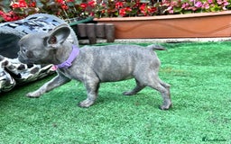 French Bulldog dogs for sale: Adorable Puppies Looking for a New Home! - Image 7