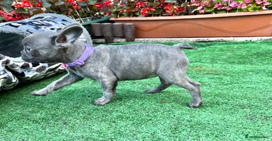 French Bulldog dogs - Advert 5