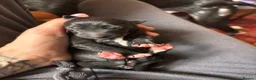 Lurcher dogs for sale: Indie & Murphy’s Love Story – The Next Chapter 🐾 - Advert 33