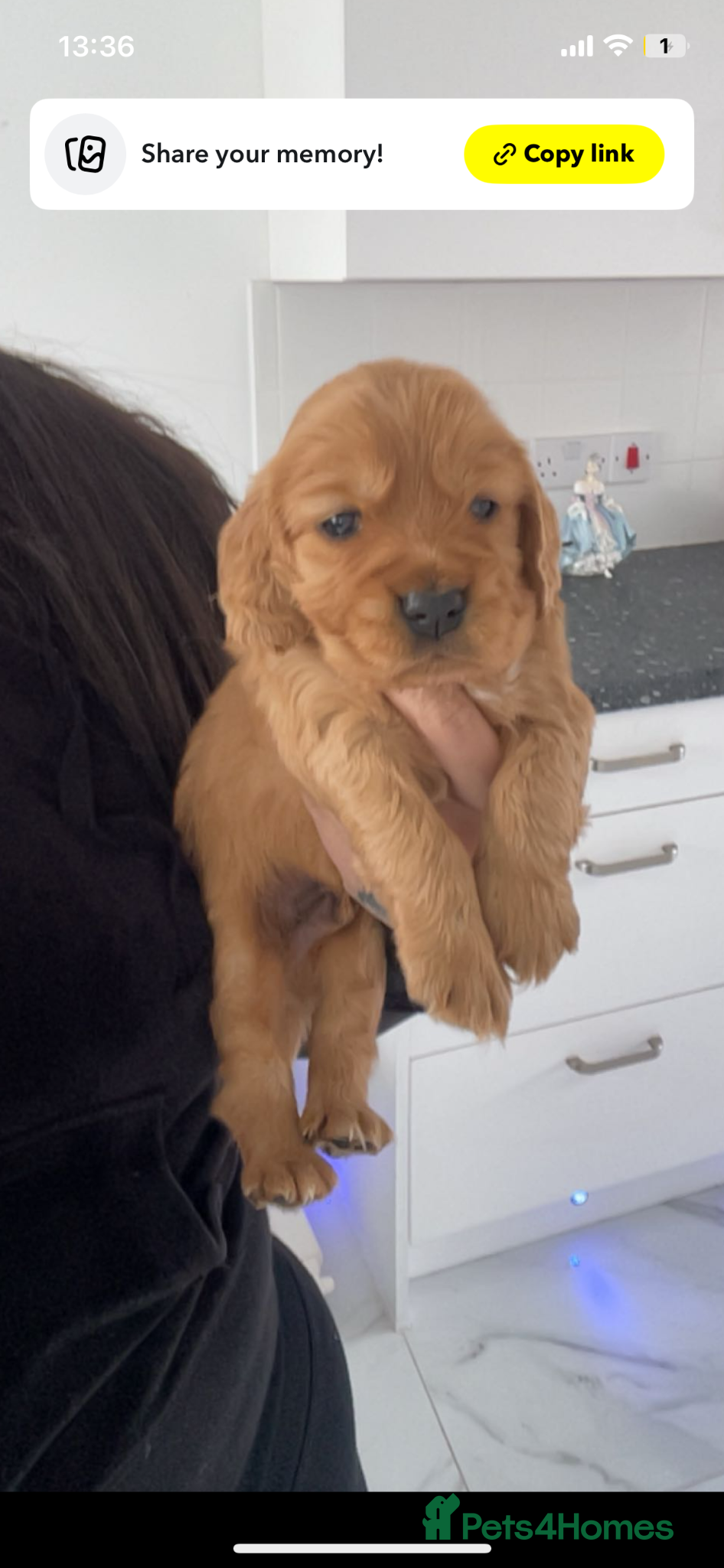 Cocker Spaniel Puppy 4