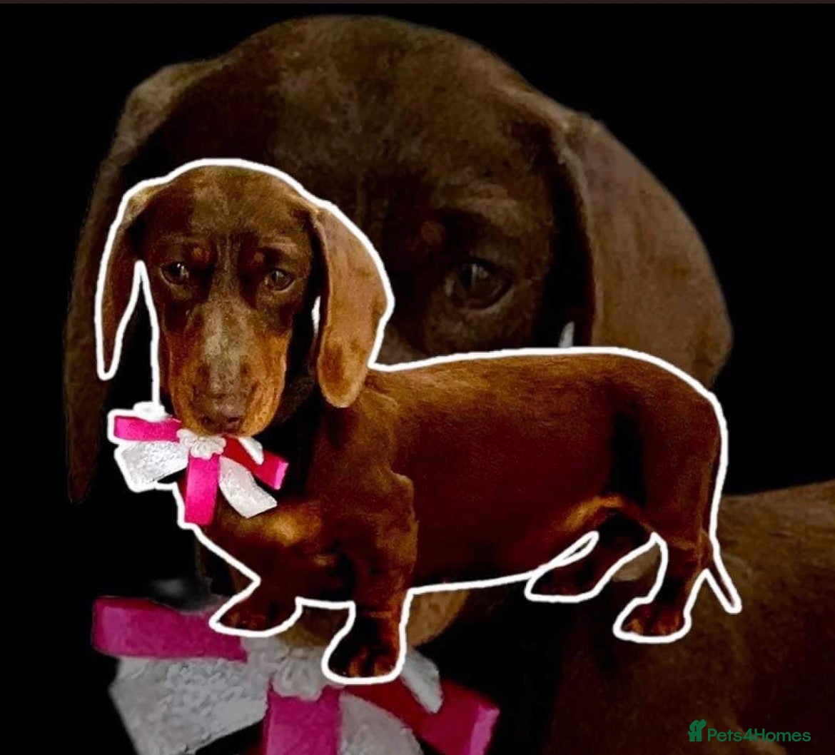 Dachshund dogs Miniature Dachshund Puppies - Advert 2