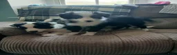 Border Collie dogs for sale: Beautiful border collie puppies  - Advert 6