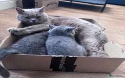 British Shorthair cats for sale: Beautiful Active Male Kitten for Sale – Blue - Image 17