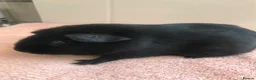 Guinea Pig rodents for sale: Retired Teddy Sow - Black Sow & Tweed Boar - Advert 9