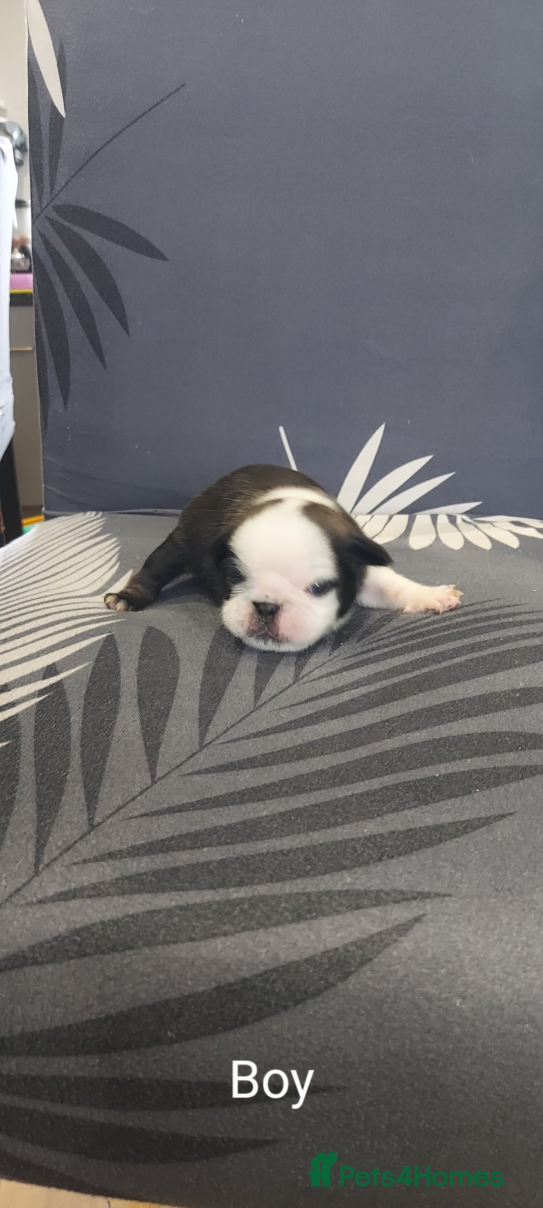 Pug dogs for sale: Pug puppies for sale  - Image 5