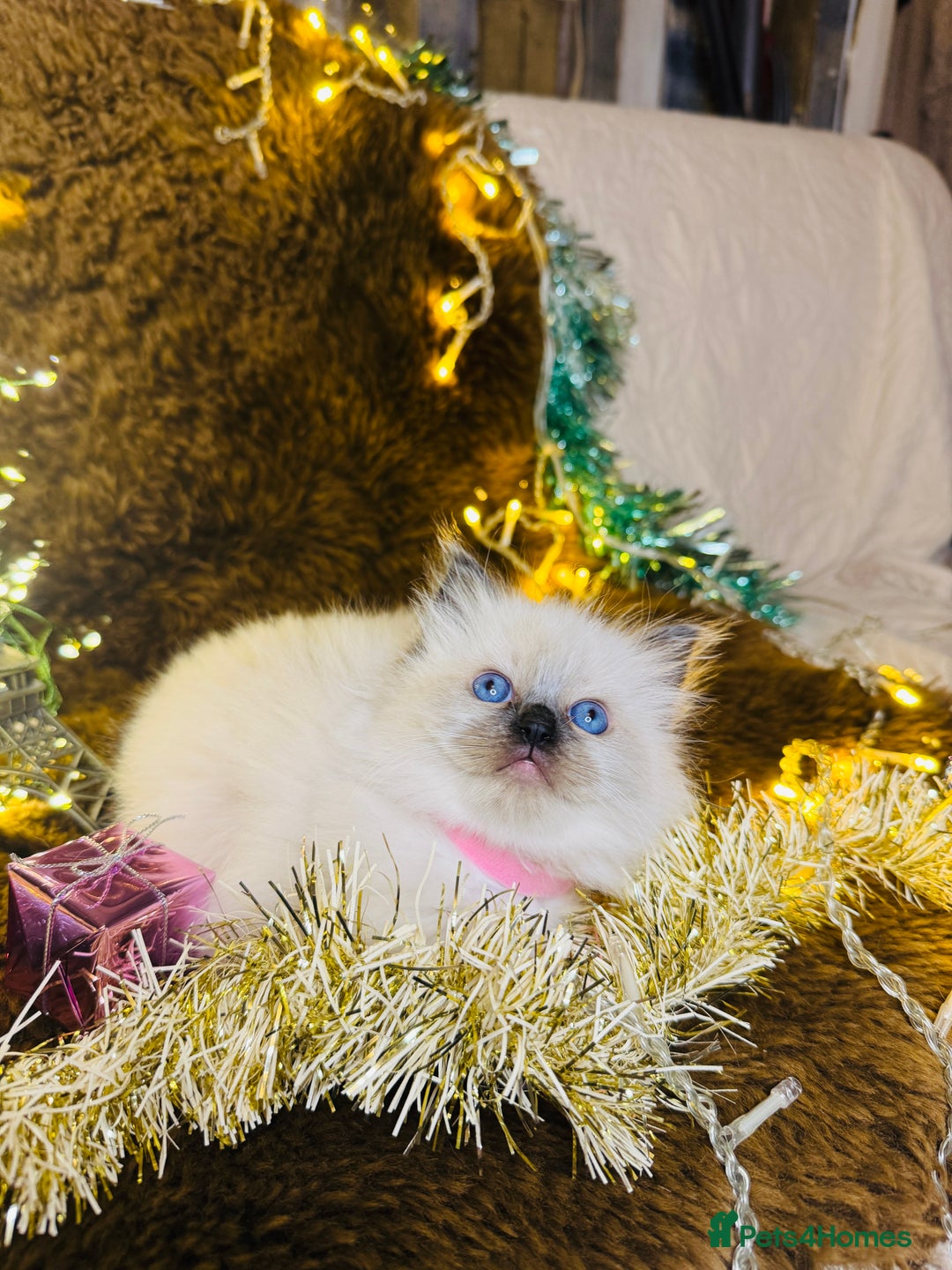 Ragdoll cats for sale: GCCF Pure Ragdoll Seal/Blue Point Lynx Mitted - Advert 29
