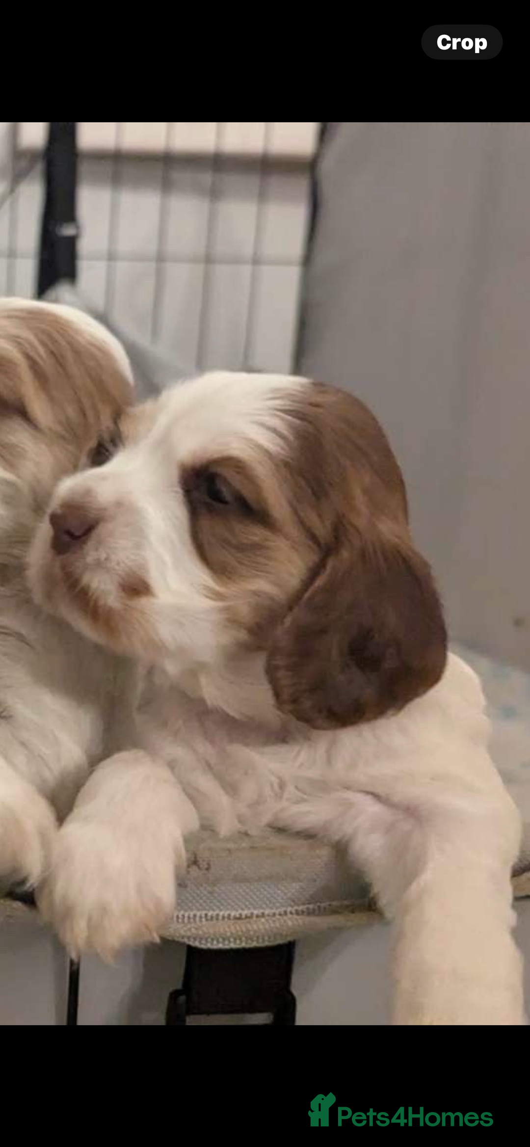 Cocker Spaniel dogs for sale: Show Type cocker spaniel puppies for sale - Image 12