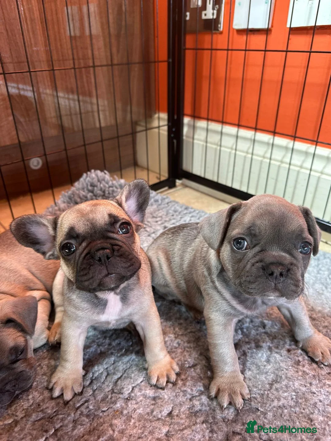 French Bulldog dogs for sale: Amazing French Bulldog Puppies - TOP CLASS - Advert 1