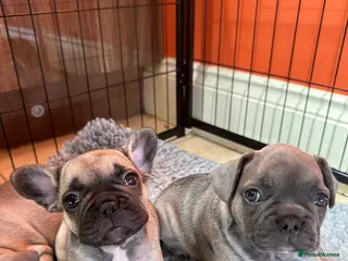French Bulldog dogs for sale: Amazing French Bulldog Puppies - TOP CLASS - Advert 1